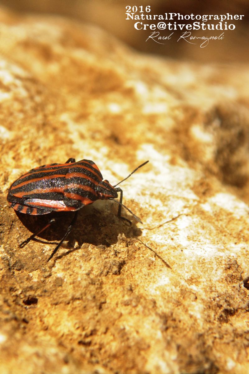 Graphosoma lineatum